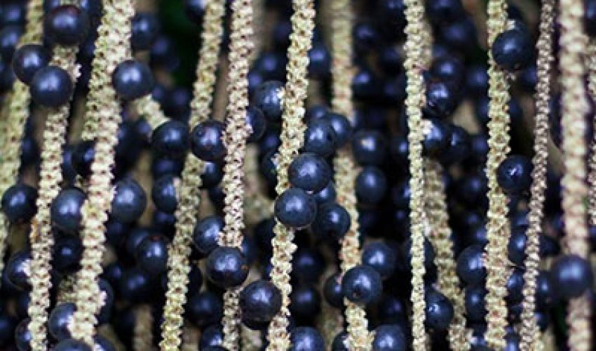 acai-1